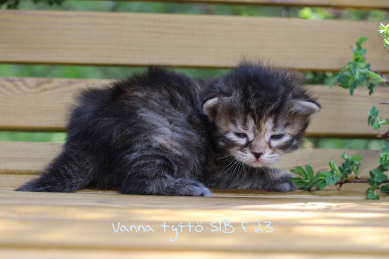 vanna.jpg