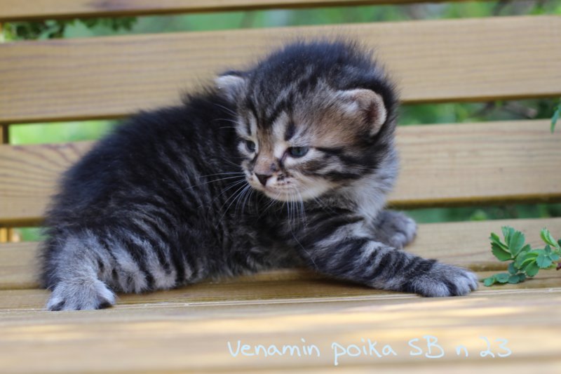 venamin.jpg