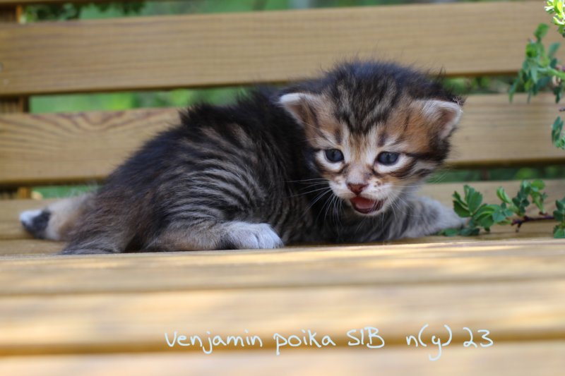 venjamin2.jpg