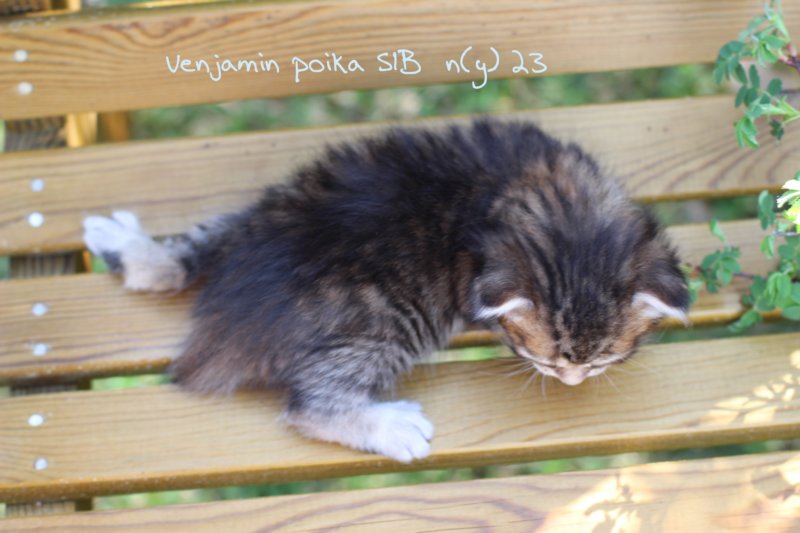 venjamin5.jpg