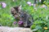 venamin85viikkoa30610_small.jpg