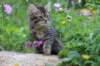 venamin85viikkoa30611_small.jpg