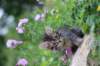 venamin85viikkoa30616_small.jpg