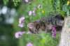 venamin85viikkoa30621_small.jpg