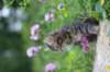 venamin85viikkoa30623_small.jpg
