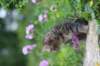 venamin85viikkoa30624_small.jpg