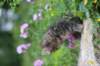 venamin85viikkoa30625_small.jpg
