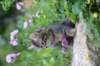 venamin85viikkoa30627_small.jpg
