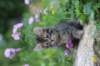 venamin85viikkoa30629_small.jpg