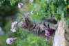 venamin85viikkoa30632_small.jpg