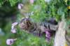 venamin85viikkoa30633_small.jpg