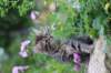 venamin85viikkoa30636_small.jpg