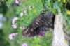 venamin85viikkoa30639_small.jpg