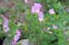 venamin85viikkoa3063_small.jpg