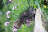 venamin85viikkoa30641_small.jpg
