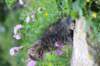 venamin85viikkoa30642_small.jpg