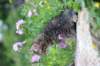 venamin85viikkoa30643_small.jpg