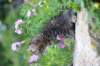 venamin85viikkoa30644_small.jpg
