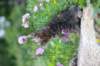 venamin85viikkoa30646_small.jpg