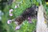 venamin85viikkoa30648_small.jpg