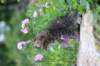 venamin85viikkoa30649_small.jpg