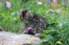 venamin85viikkoa3064_small.jpg
