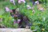 venamin85viikkoa30651_small.jpg