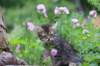 venamin85viikkoa30652_small.jpg