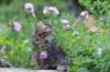 venamin85viikkoa30653_small.jpg