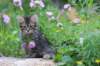 venamin85viikkoa30655_small.jpg