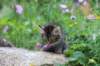 venamin85viikkoa3067_small.jpg