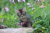 venamin85viikkoa3068_small.jpg