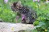 venamin85viikkoa3069_small.jpg
