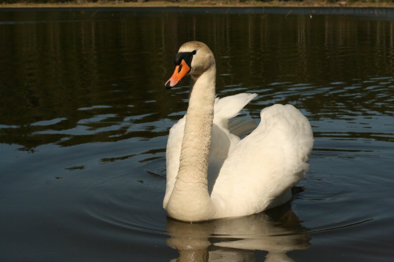 jumalatekiminullehauskanylltyksenjatoijoutsenenrantaammegodsurprisedmeandbroughttheswantoourshore7.jpg