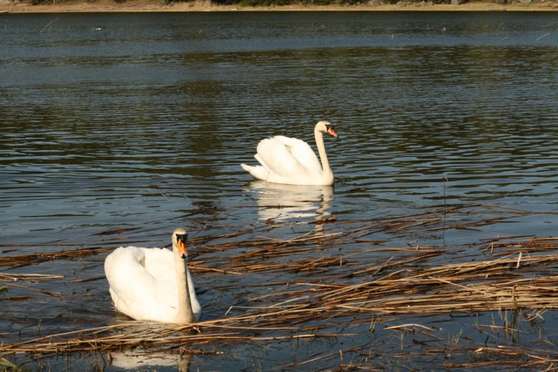 jumalatekiminullehauskanylltyksenjatoikaksijoutsentarantaammegodsurprisedmeandbroughttwoswanstoourshore2.jpg