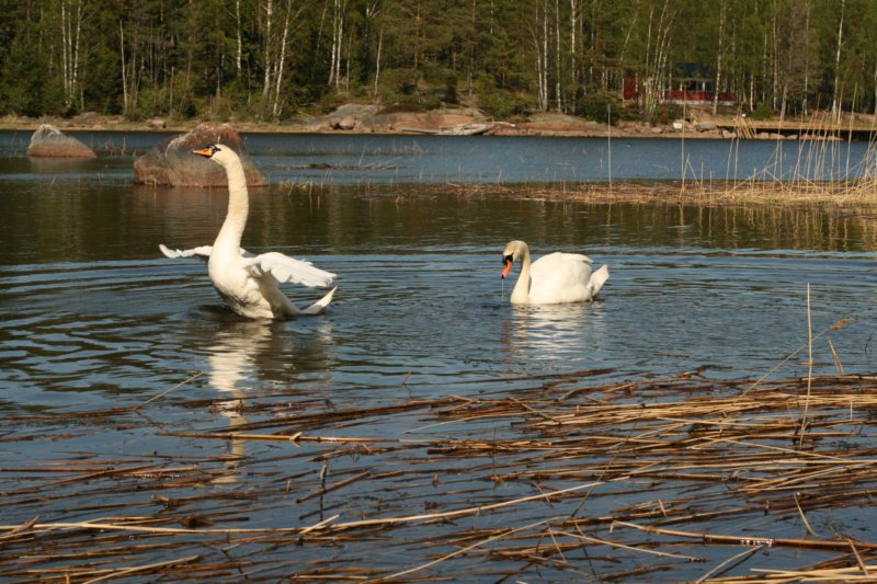 jumalatekiminullehauskanylltyksenjatoikaksijoutsentarantaammegodsurprisedmeandbroughttwoswanstoourshore7.jpg