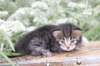 xaravaal3weeks118202314_small.jpg