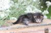 xaravaal3weeks118202316_small.jpg