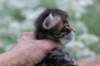 xaravaal3weeks118202319_small.jpg