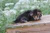 xaravaal3weeks11820237_small.jpg