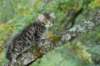 xara55weeks298202326_small.jpg