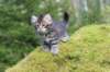 xara75weeks119202339_small.jpg