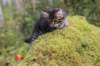 xara75weeks11920239_small.jpg
