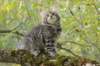 xara95weeks2792314_small.jpg