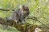 xara95weeks2792318_small.jpg
