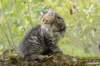 xara95weeks279234_small.jpg