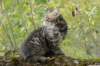 xara95weeks279235_small.jpg