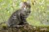 xara95weeks279236_small.jpg