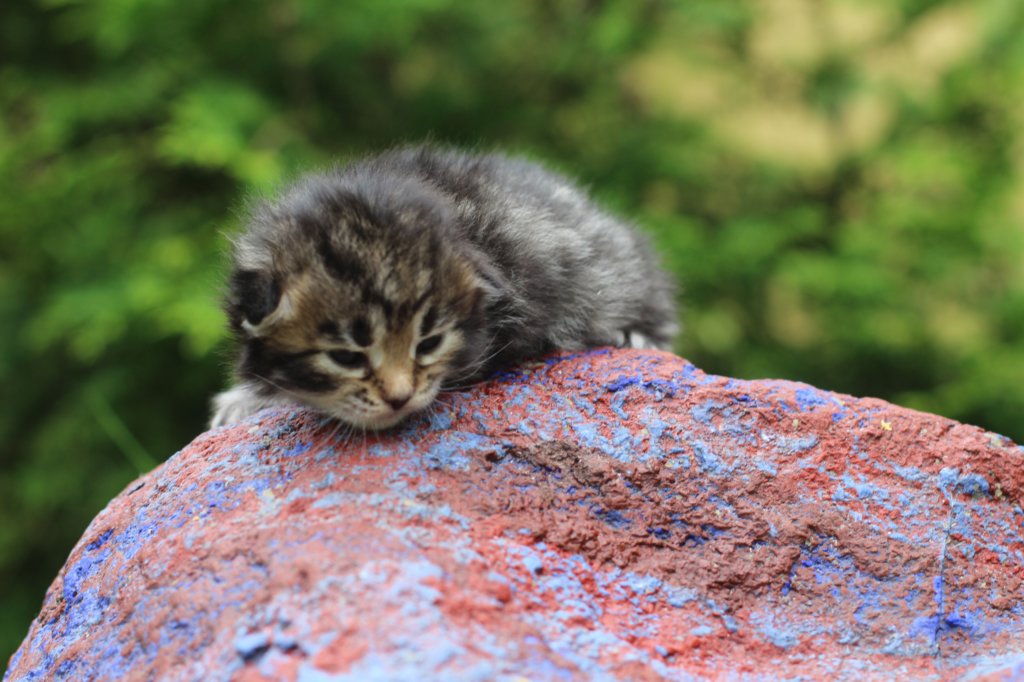 xaragirl2weeks38202315.jpg