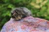 xaragirl2weeks38202315_small.jpg